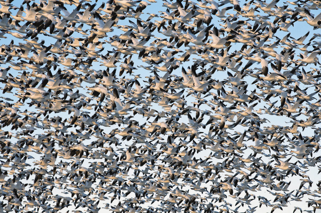 Big Flock of Snow Geese 44196