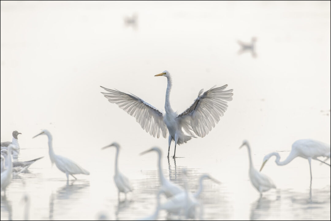 Great Egrets Foggy Day 8085